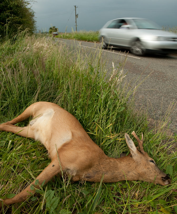 Road Kill, Dead Roe deer