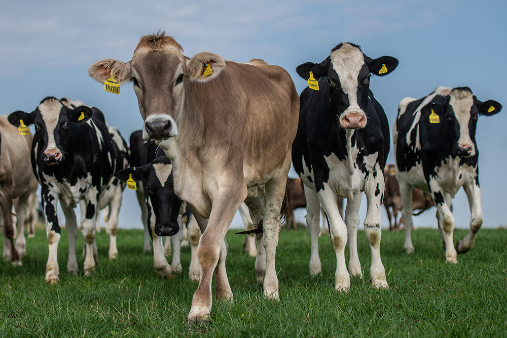 Brown Swiss Cattle, Rancourt Farm near Swindon