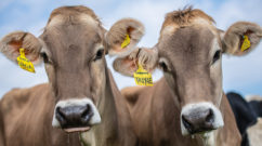 Cow portrait