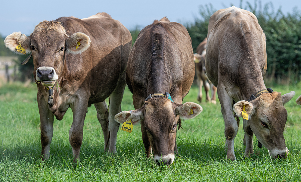 Brown Swiss Cattle, Rancourt Farm near Swindon