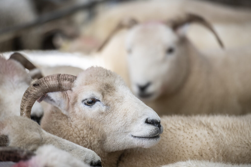 sheep at market