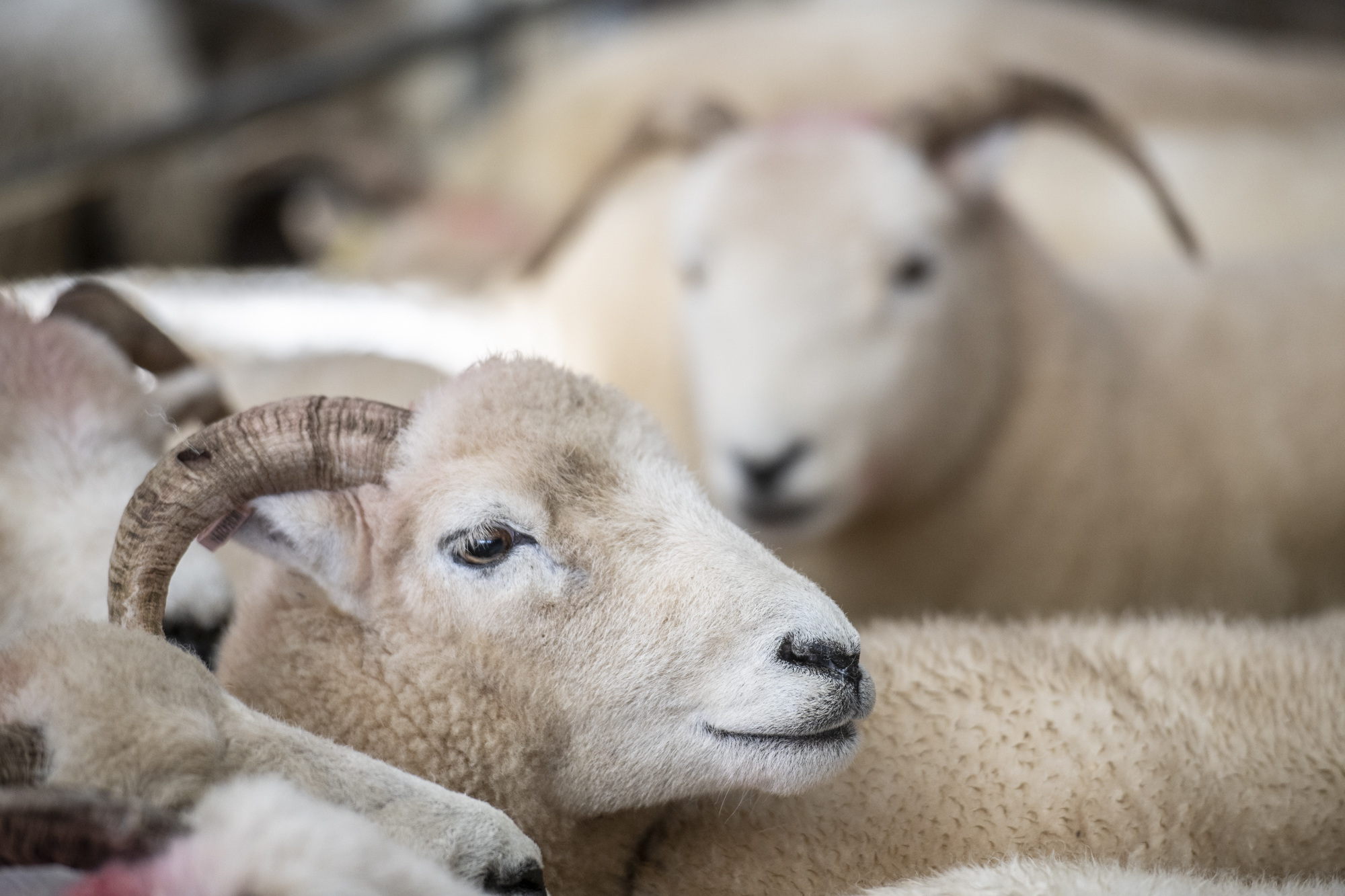 Sheep at the market