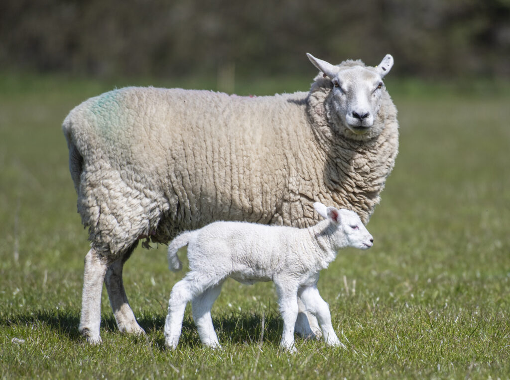 Ewe and lamb