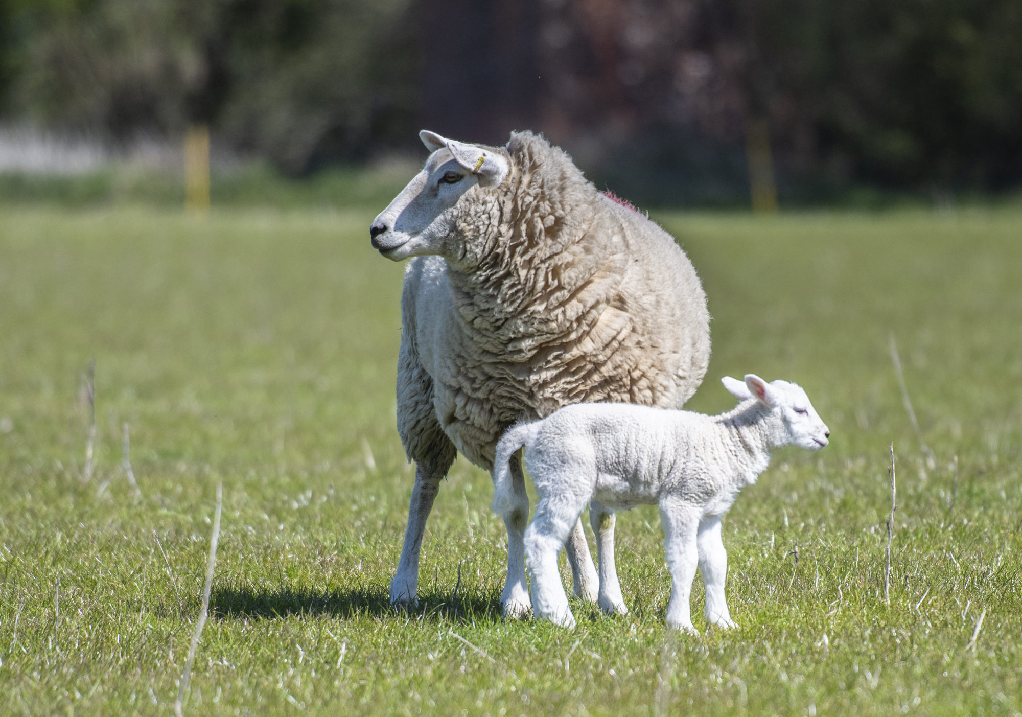 ewe and lamb in field