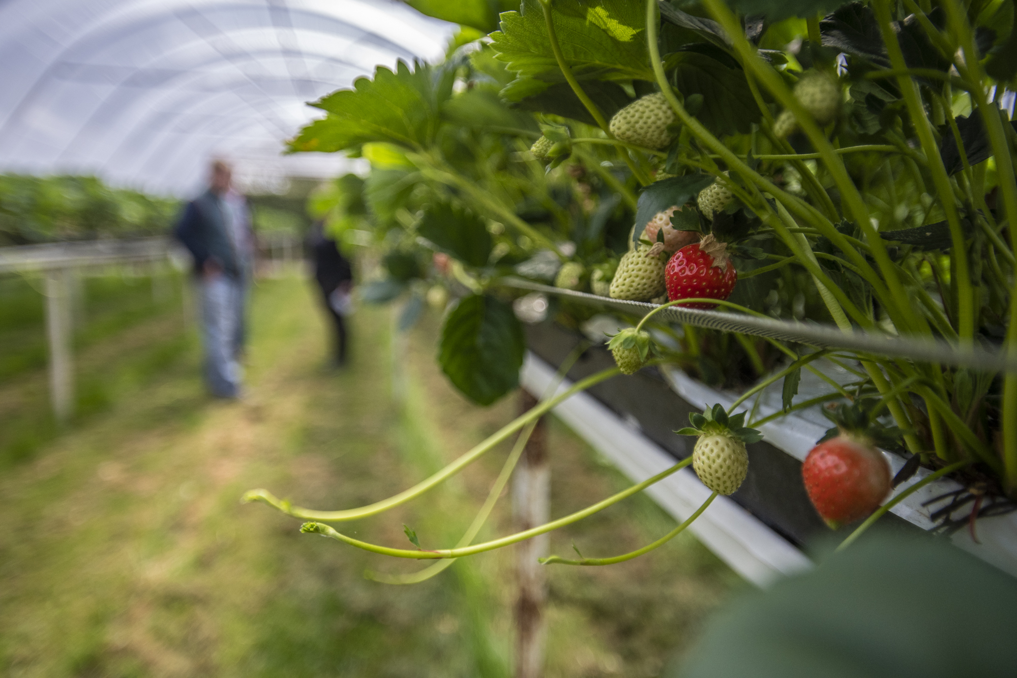 Strawberries growing in poly tunnel