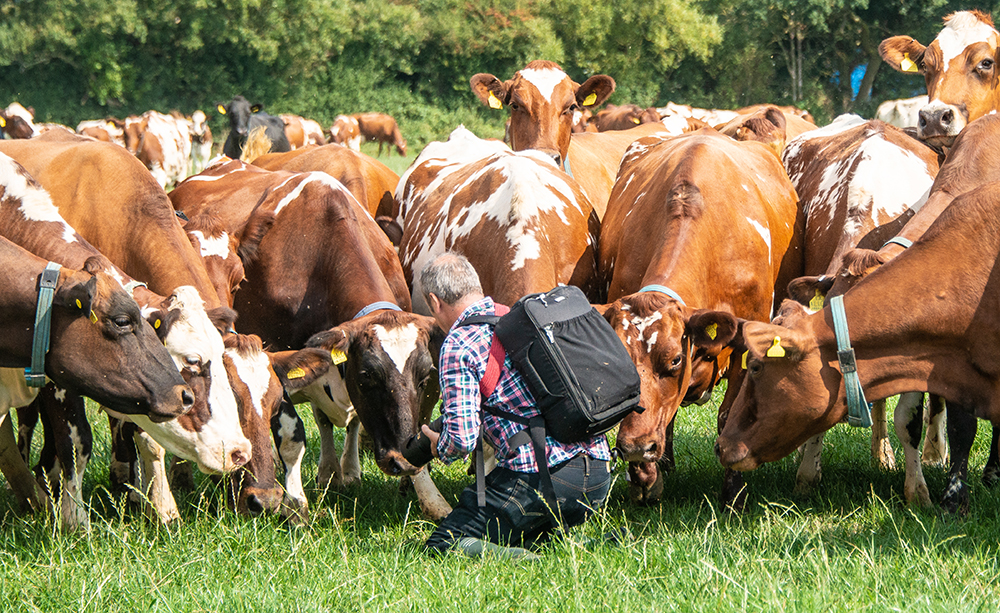 Going through the shooting brief with my subjects - cow photography