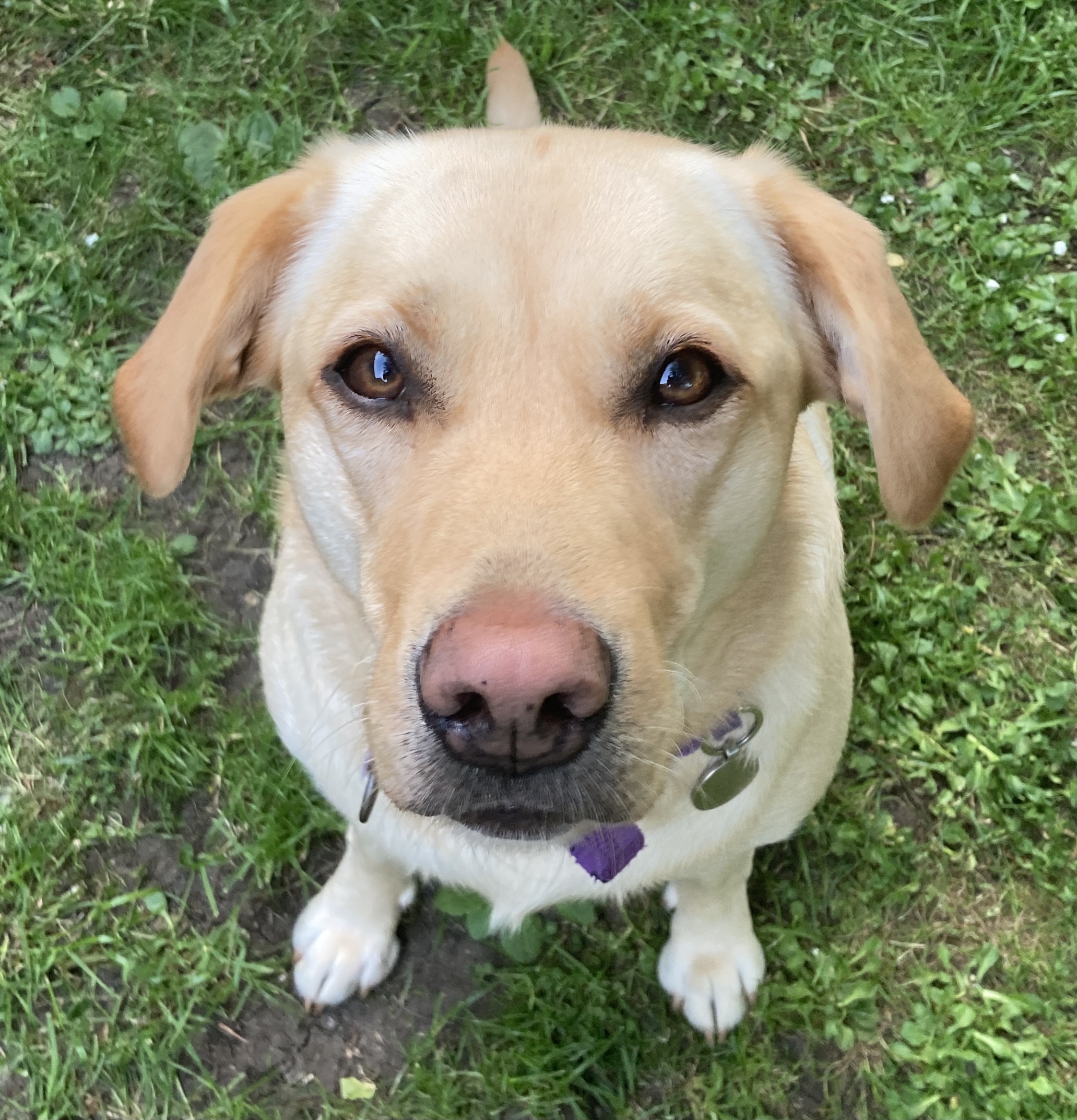 Golden labrador from above