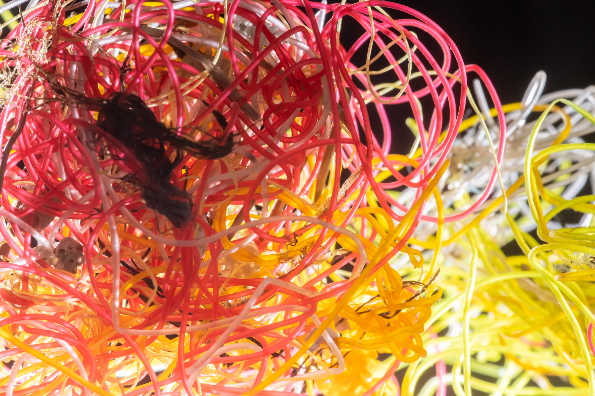 Abandoned fishing line found on a Welsh beach