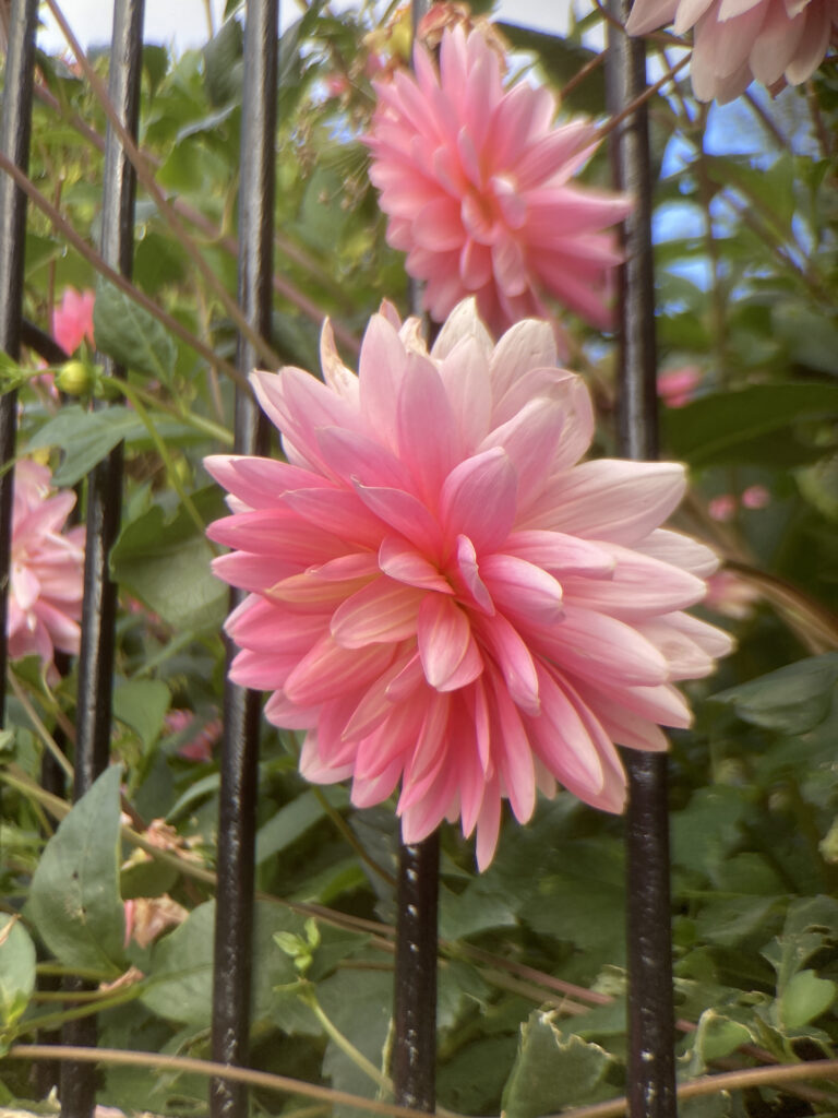 test image using Moment lens adapter with tele (60) V1 lens on iPhone