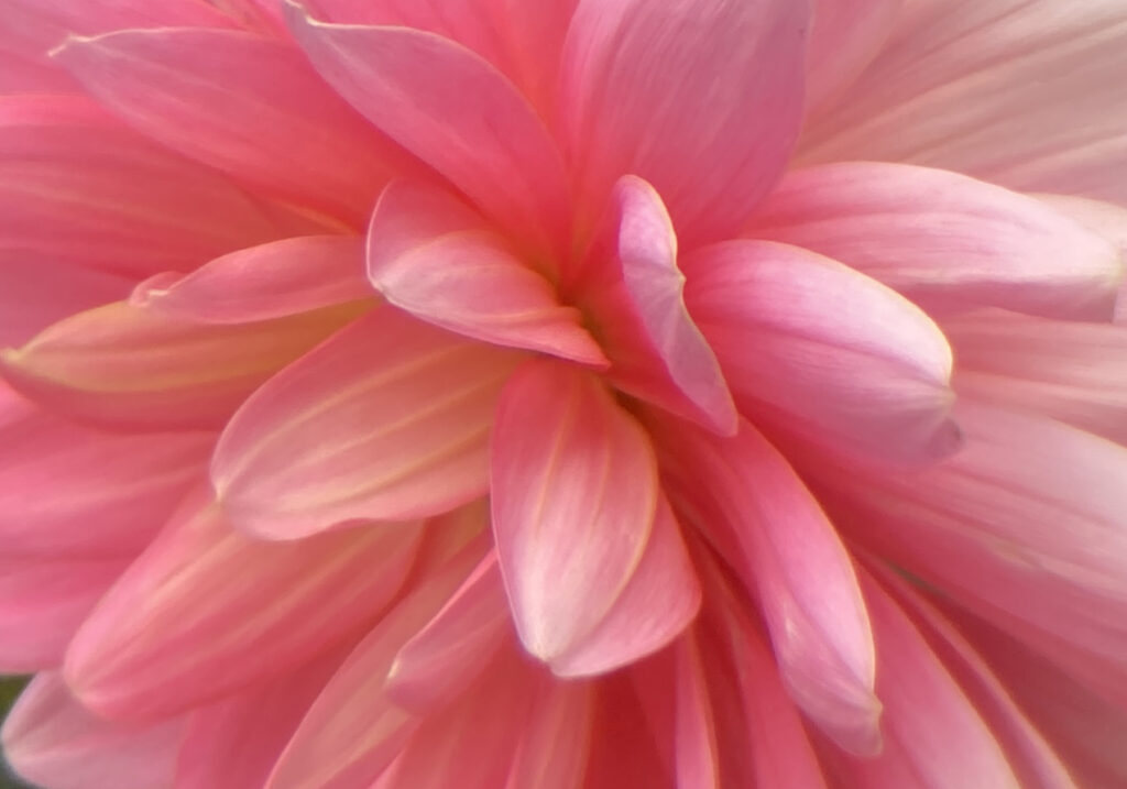 close up of test image using Moment lens adapter with V1 tele lens on iPhone