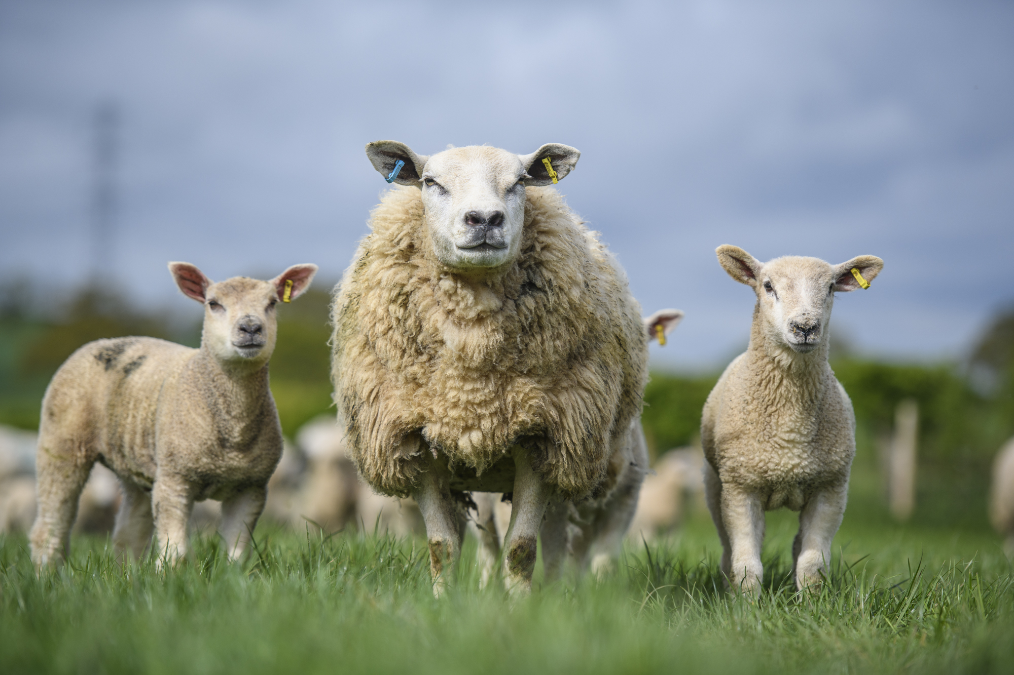 Ewe with two lambs in field