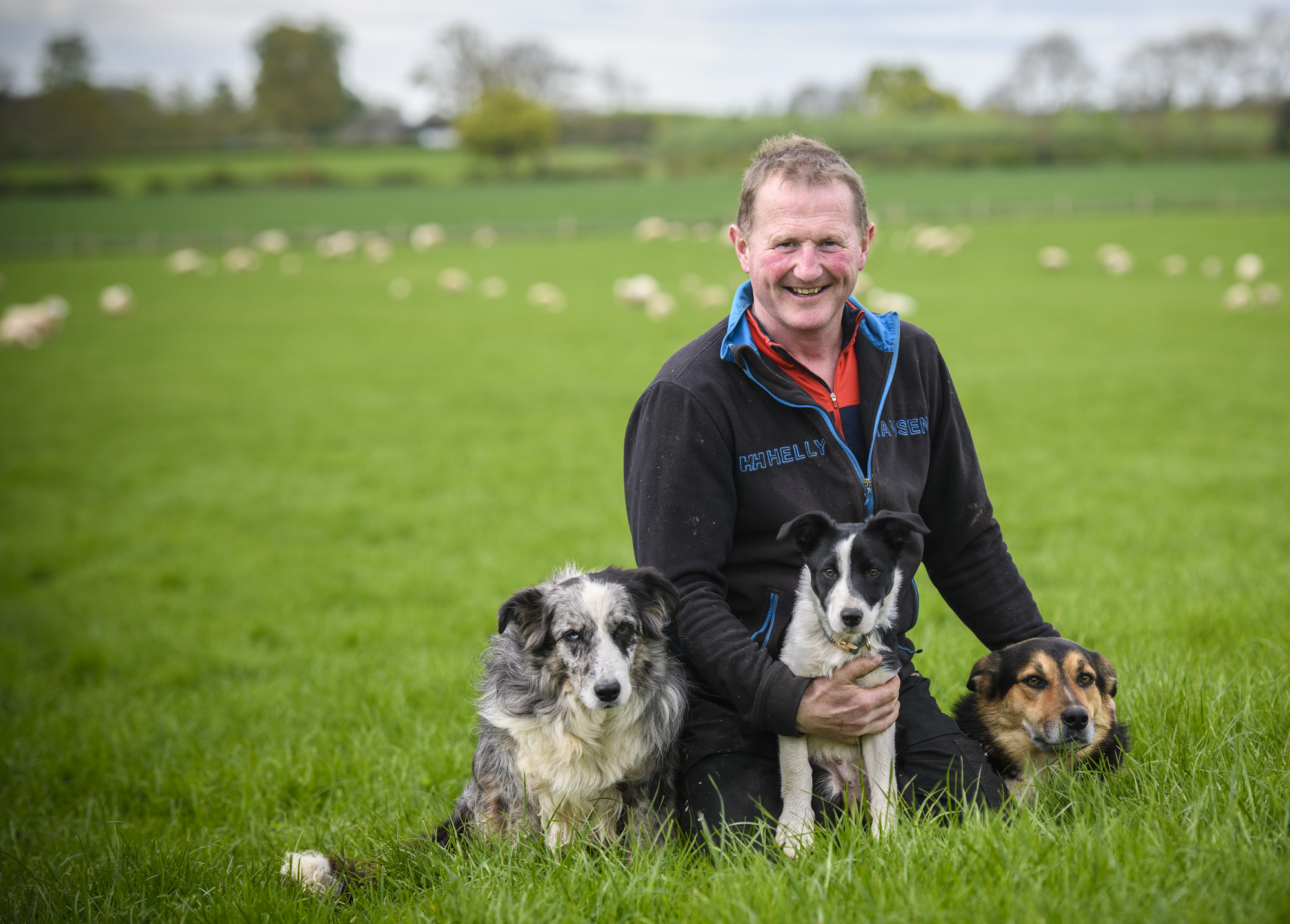Male farmer sitting in field with 3 sheep dogs and sheep in distance behind