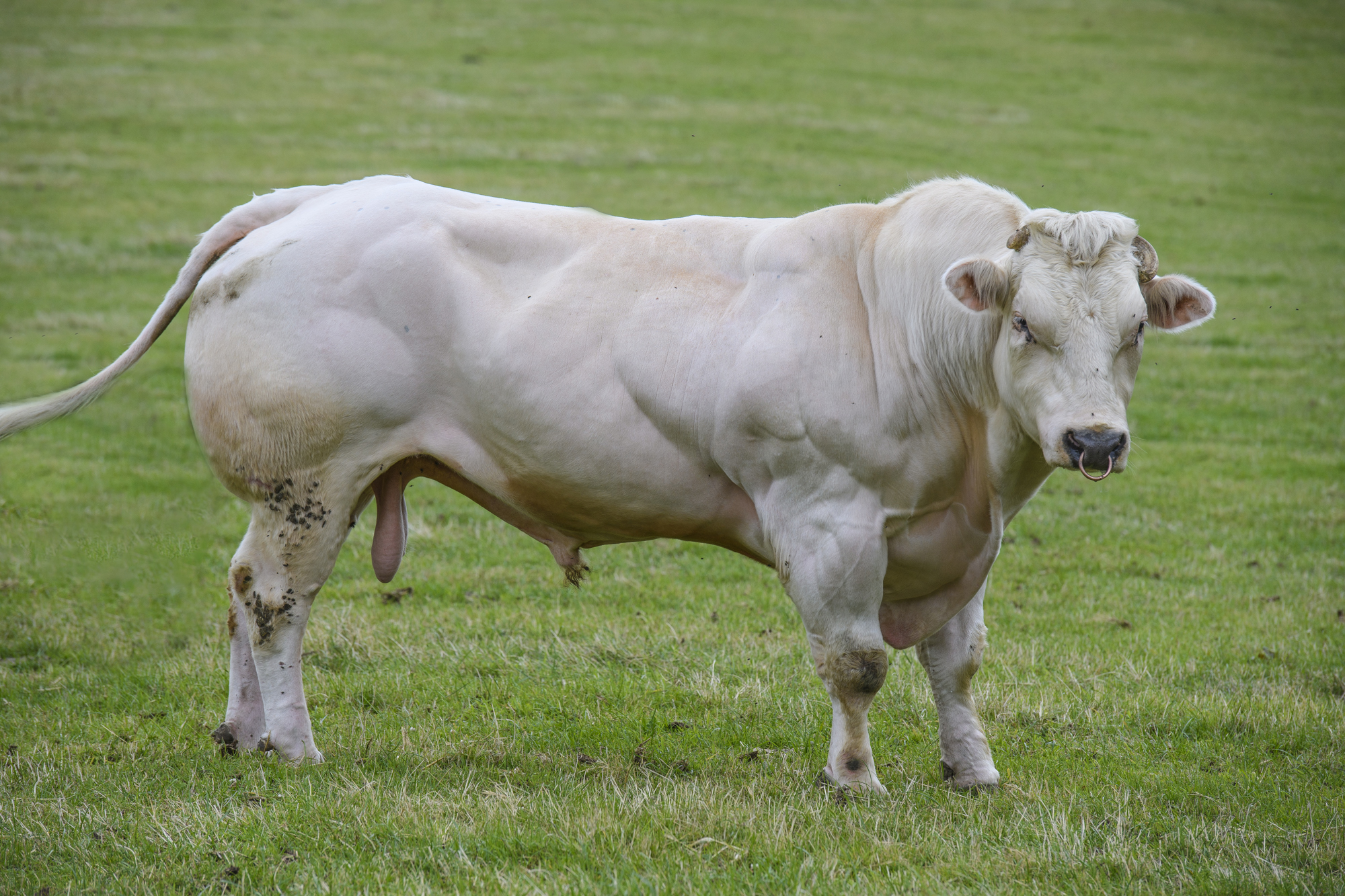 British Blue bull in field