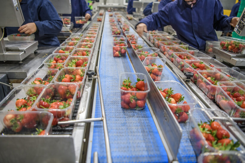 Sorting and packing strawberries