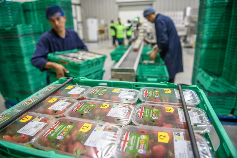 Sorting and packing strawberries