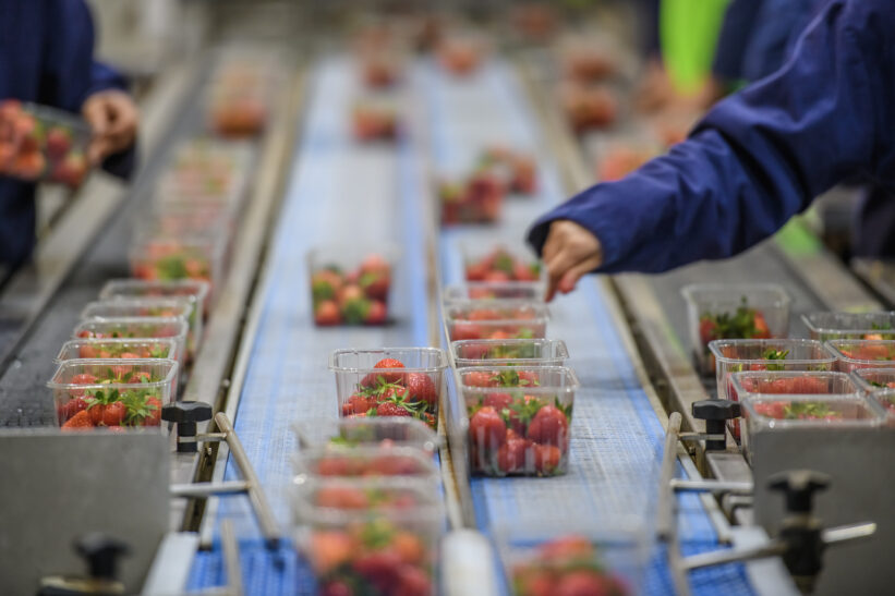 Sorting and packing strawberries