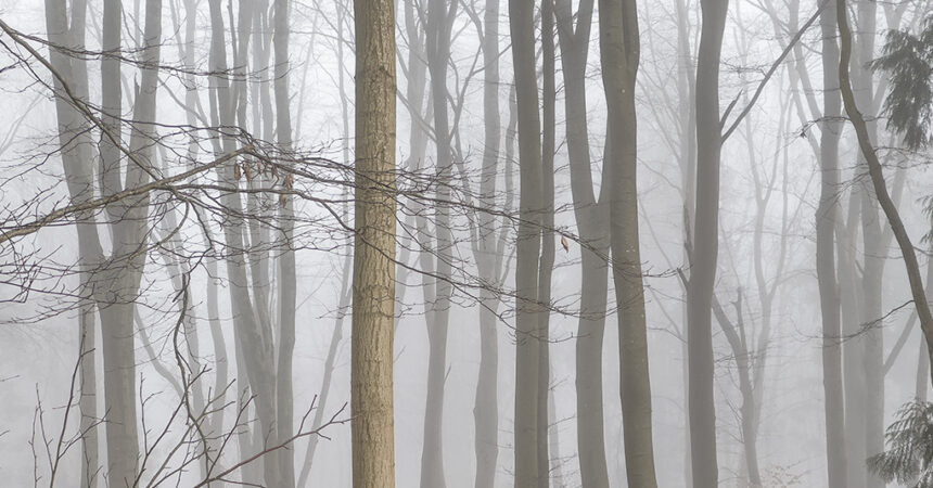 Trees in mist