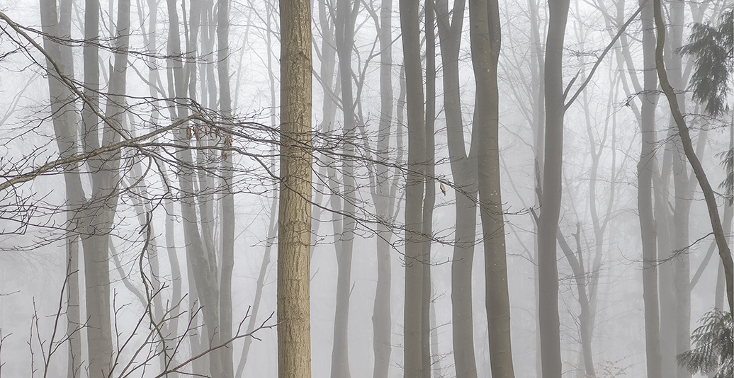 Trees in mist