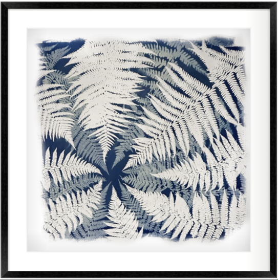 Cyanotype print framed