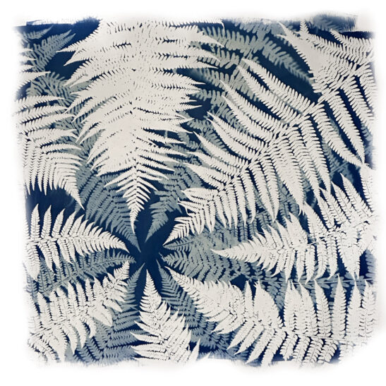 multiple exposure cyanotype image of ferns